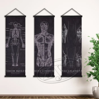 Panza Pictura Arta De Perete Clinica Medicală Anatomia Omului Poster Clasic Printuri Agățat Suluri Murală Poze Dormitor Decor Acasă